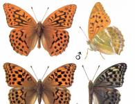 Метелик перламутрівка — опис, місце існування, види Фотографії перламутрівки