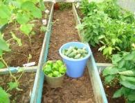 Спільні посадки овочів: які культури можна садити в одній теплиці?